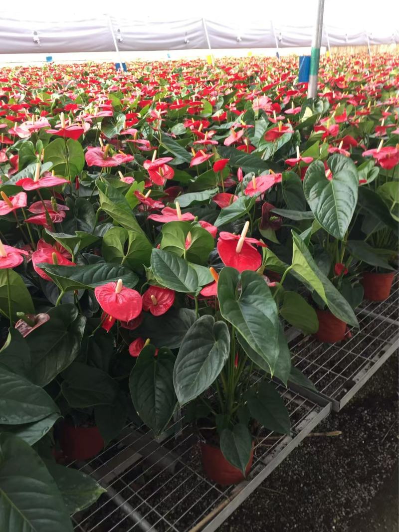 精品红掌优质红掌红掌种植基地