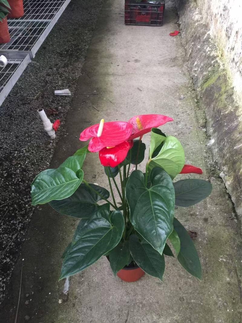 精品红掌优质红掌红掌种植基地