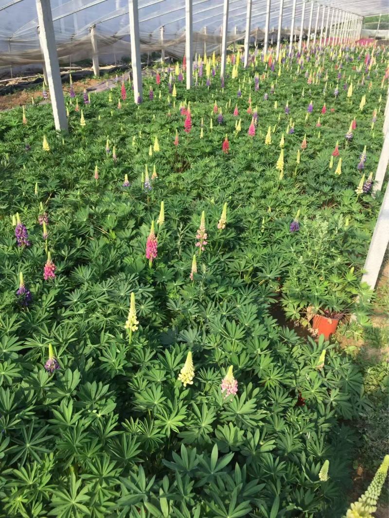 精品羽扇豆优质羽扇豆
