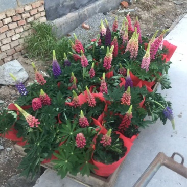 精品鲁冰花优质鲁冰花