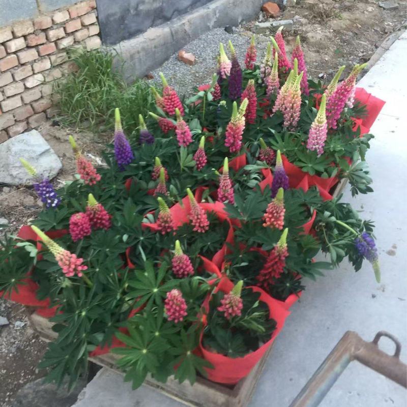 精品鲁冰花优质鲁冰花