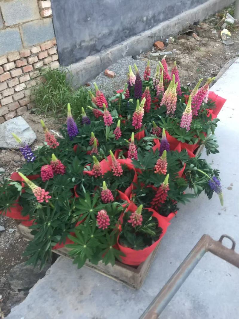 精品鲁冰花优质鲁冰花