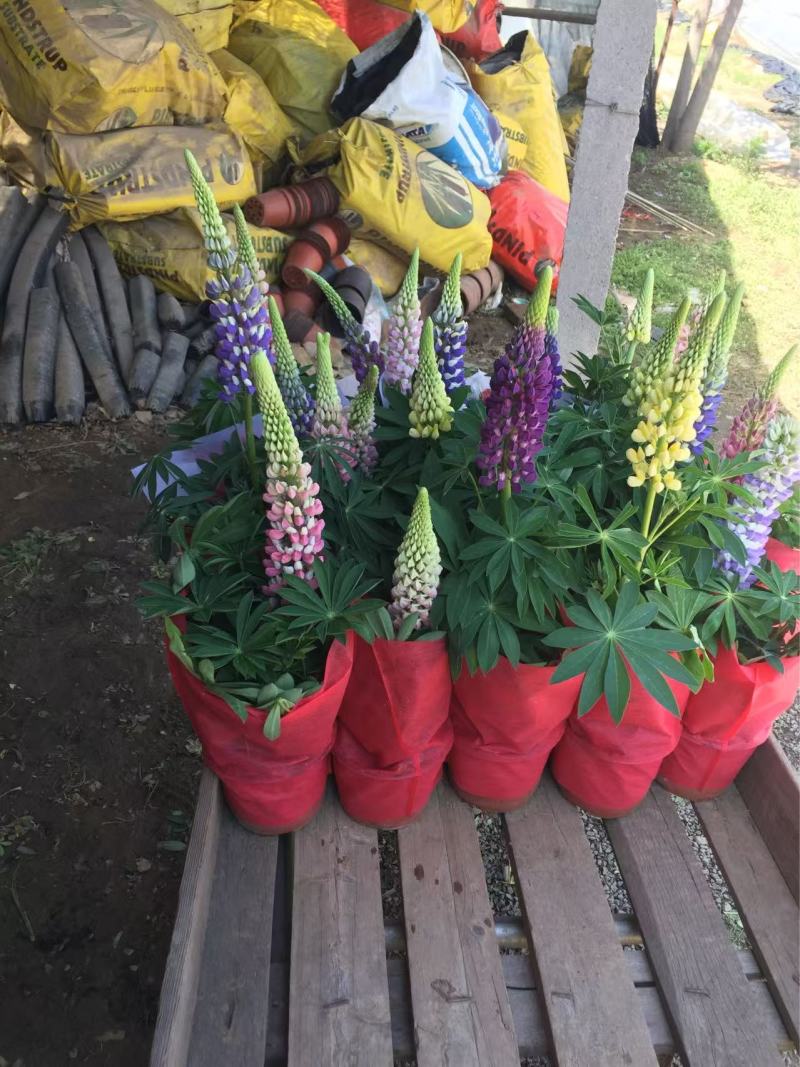 精品鲁冰花优质鲁冰花