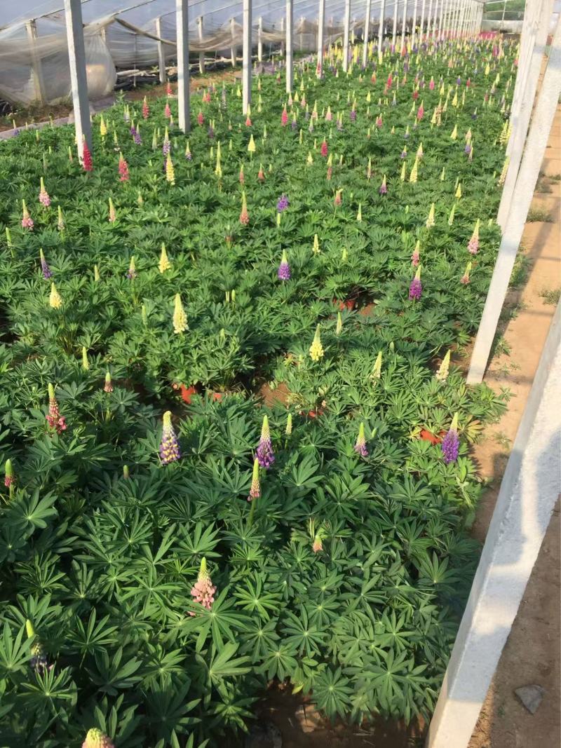 精品鲁冰花优质鲁冰花
