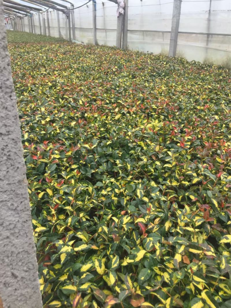 精品黄金络石优质黄金络石