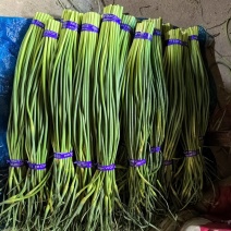 金乡蒜薹产地直发代发全国市场超市电商平台食堂