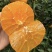 蜂蜜橙橙子汁水饱满无干水皮薄多汁细腻无渣