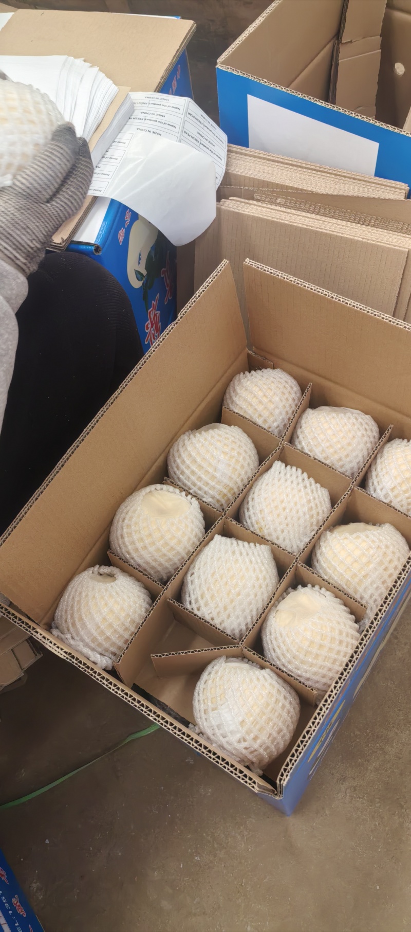 精品贡梨大量出库中