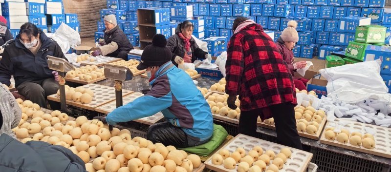 精品贡梨大量出库中
