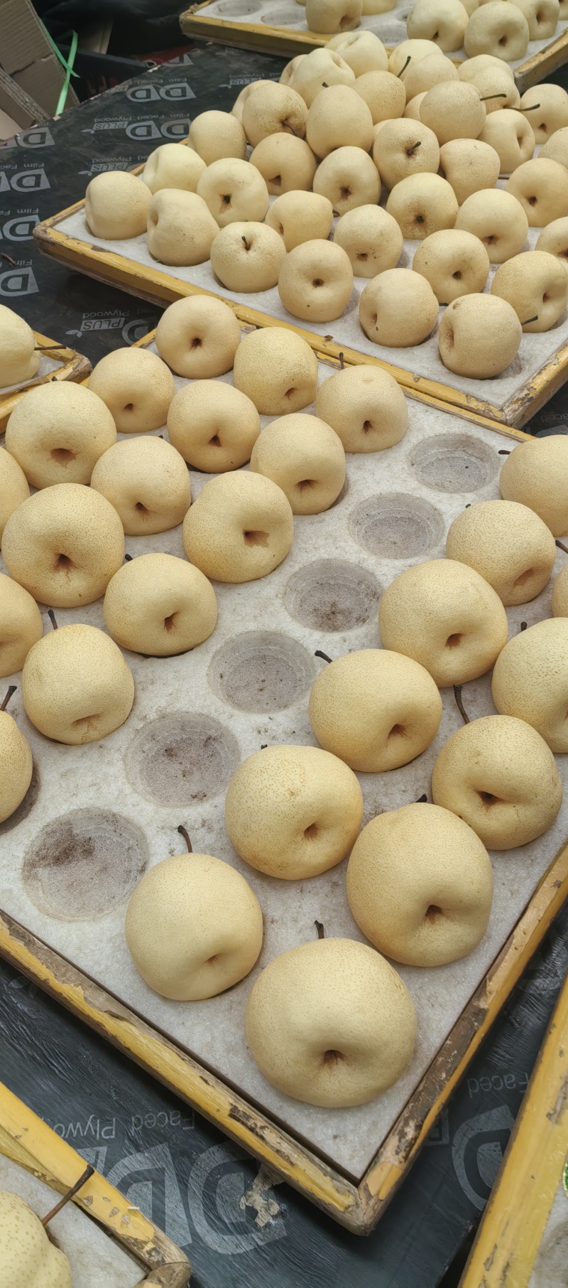 精品贡梨大量出库中