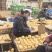 精品贡梨大量出库中