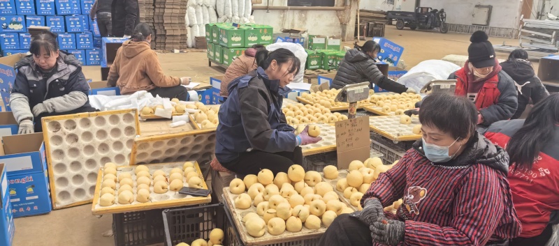 精品贡梨大量出库中