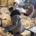 精品贡梨大量出库中