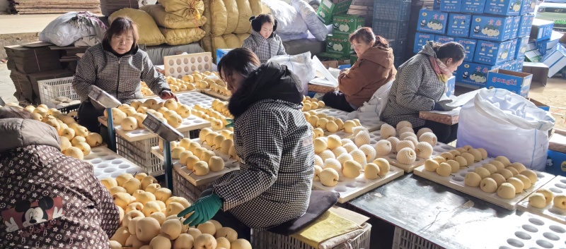 精品贡梨大量出库中