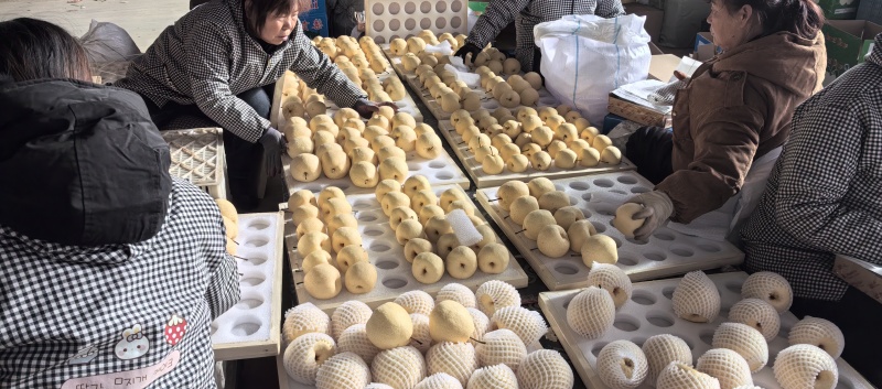 精品贡梨大量出库中