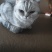 宠物猫，价值2000块钱，卖600，谁要的，领走，非常乖