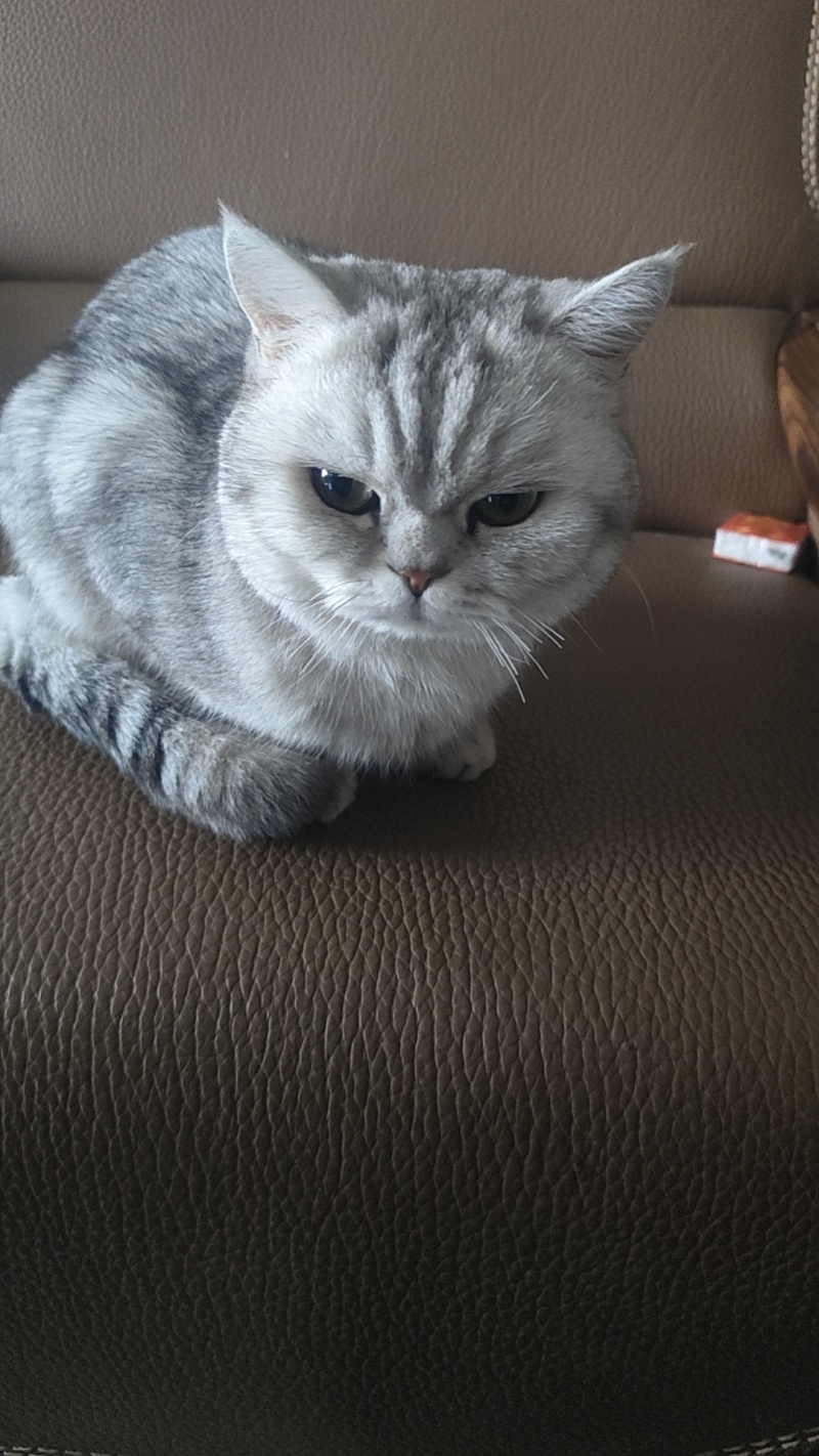 宠物猫，价值2000块钱，卖600，谁要的，领走，非常乖