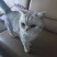 宠物猫，价值2000块钱，卖600，谁要的，领走，非常乖