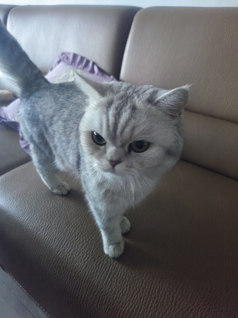 宠物猫，价值2000块钱，卖600，谁要的，领走，非常乖