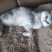 宠物猫，价值2000块钱，卖600，谁要的，领走，非常乖
