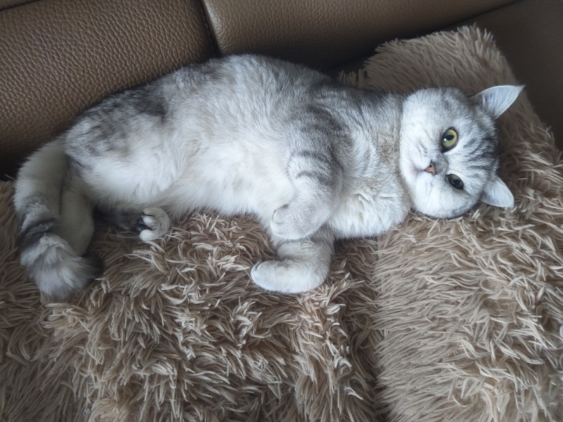 宠物猫，价值2000块钱，卖600，谁要的，领走，非常乖