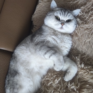 宠物猫，价值2000块钱，卖600，谁要的，领走，非常乖