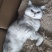 宠物猫，价值2000块钱，卖600，谁要的，领走，非常乖