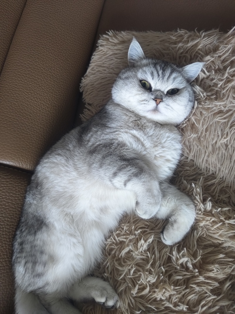 宠物猫，价值2000块钱，卖600，谁要的，领走，非常乖