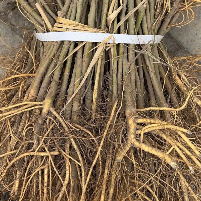 实生苗桑树苗，养蚕，牛羊词料桑