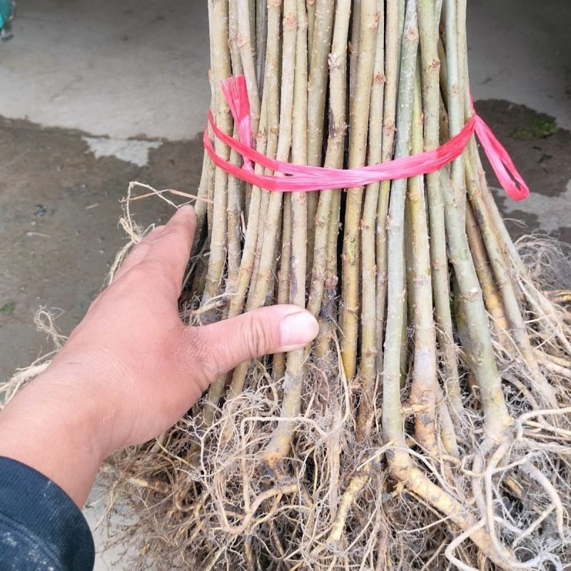 实生苗桑树苗，养蚕，牛羊词料桑