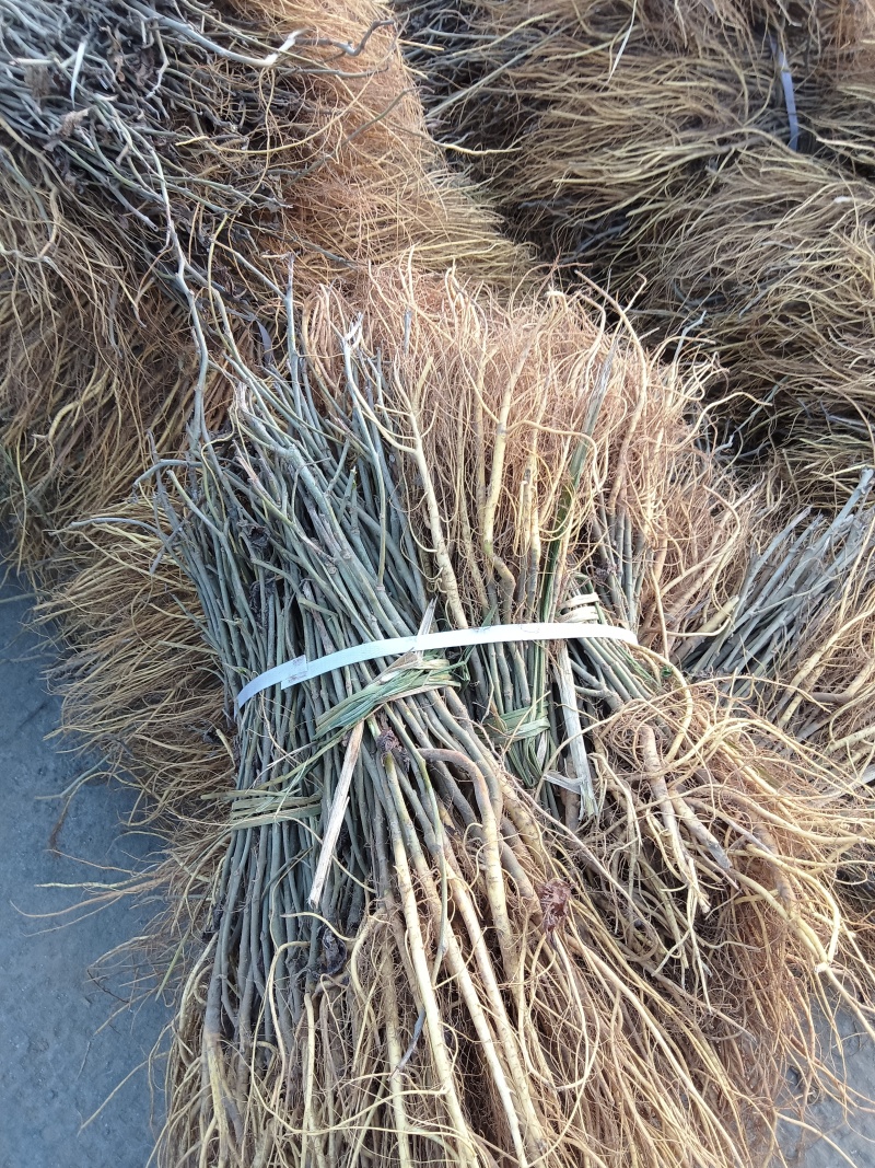 实生苗桑树苗，养蚕，牛羊词料桑