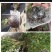 植物高压嫁接繁殖盒扦插果树枝条育苗器花木嫁接移栽神器家用
