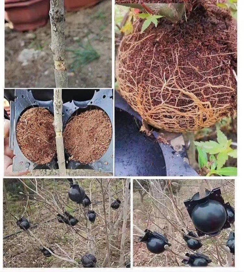 植物高压嫁接繁殖盒扦插果树枝条育苗器花木嫁接移栽神器家用