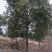【急售】【香樟树】湖北荆州产地发货来电洽谈给钱就买诚信