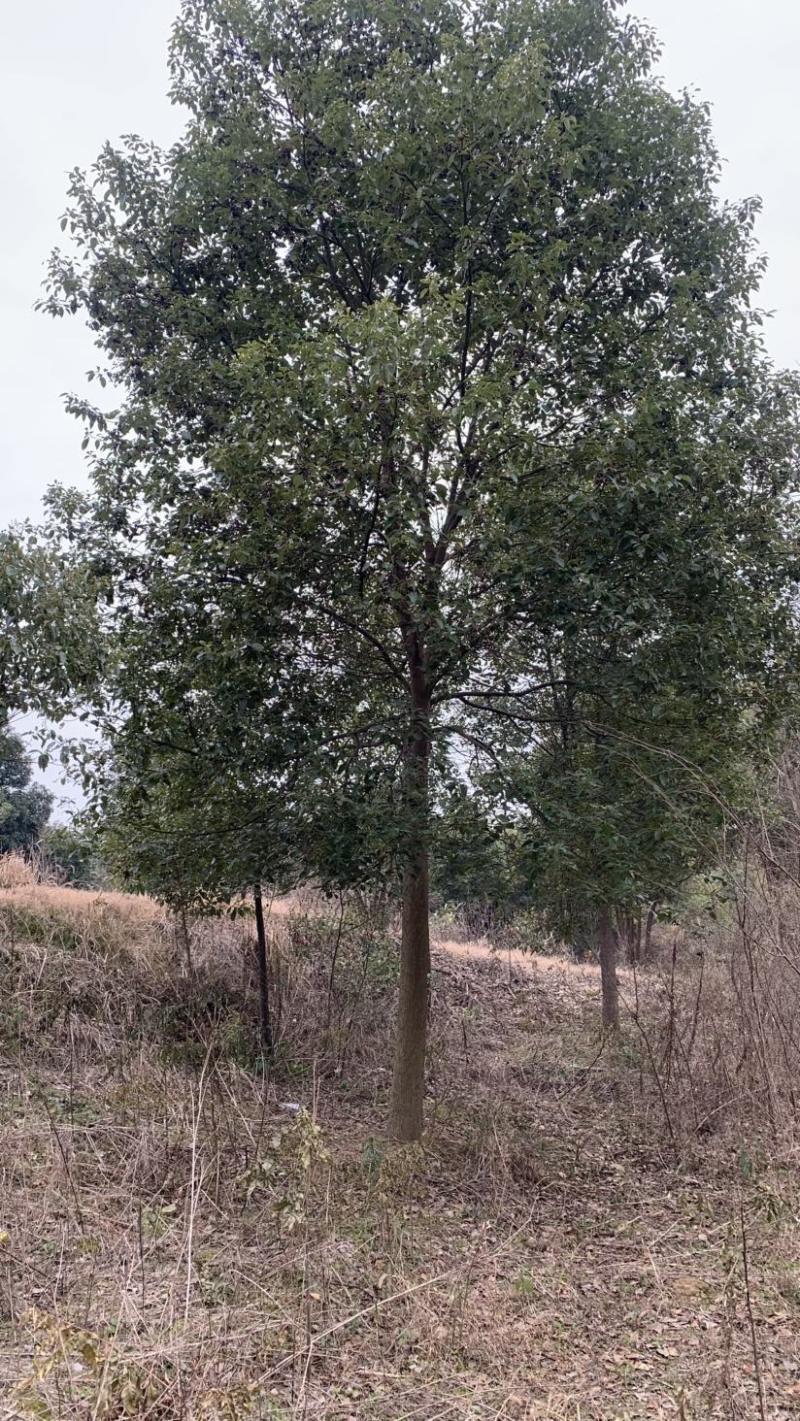 【急售】【香樟树】湖北荆州产地发货来电洽谈给钱就买诚信