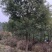【急售】【香樟树】湖北荆州产地发货来电洽谈给钱就买诚信