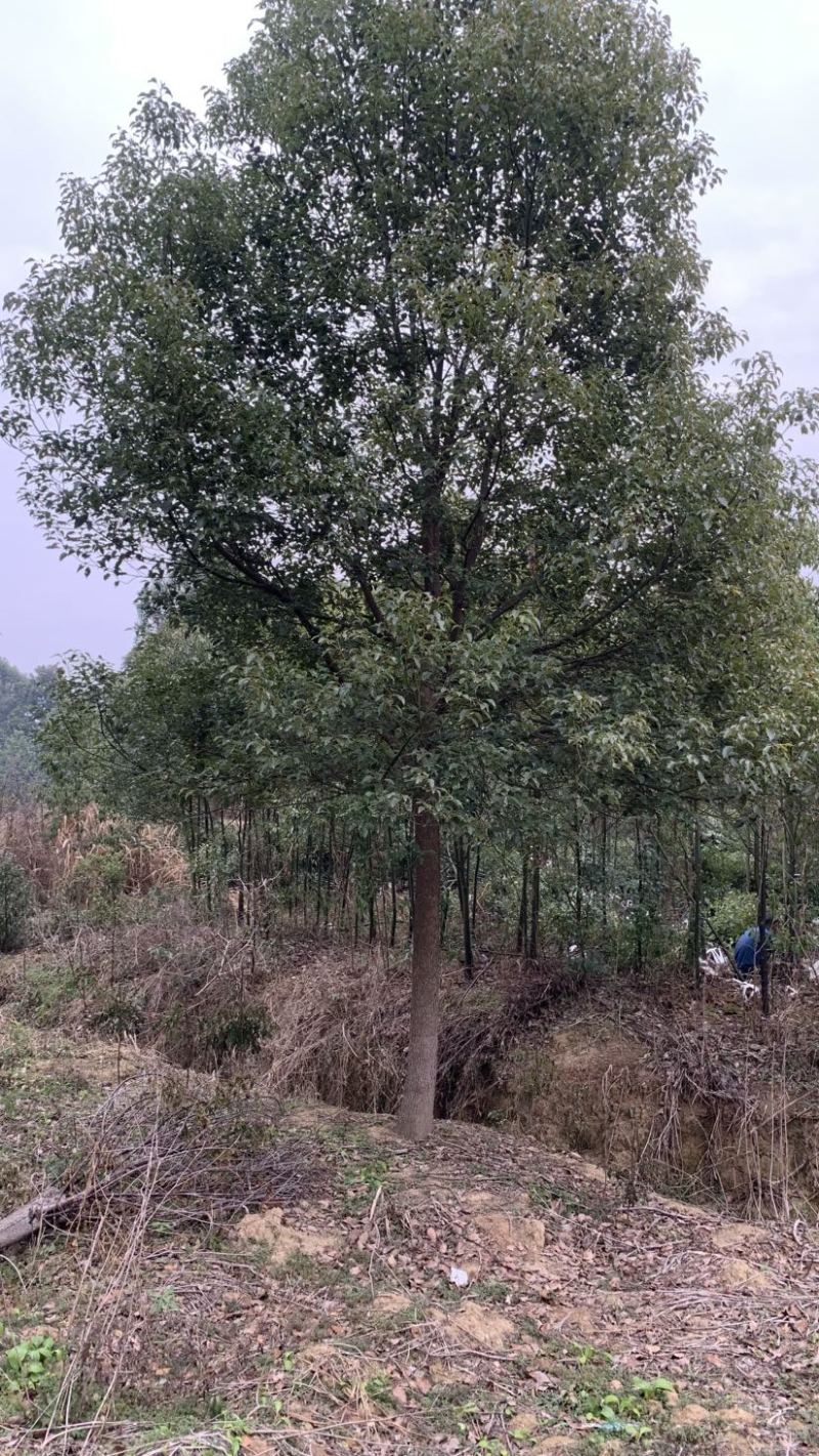 【急售】【香樟树】湖北荆州产地发货来电洽谈给钱就买诚信
