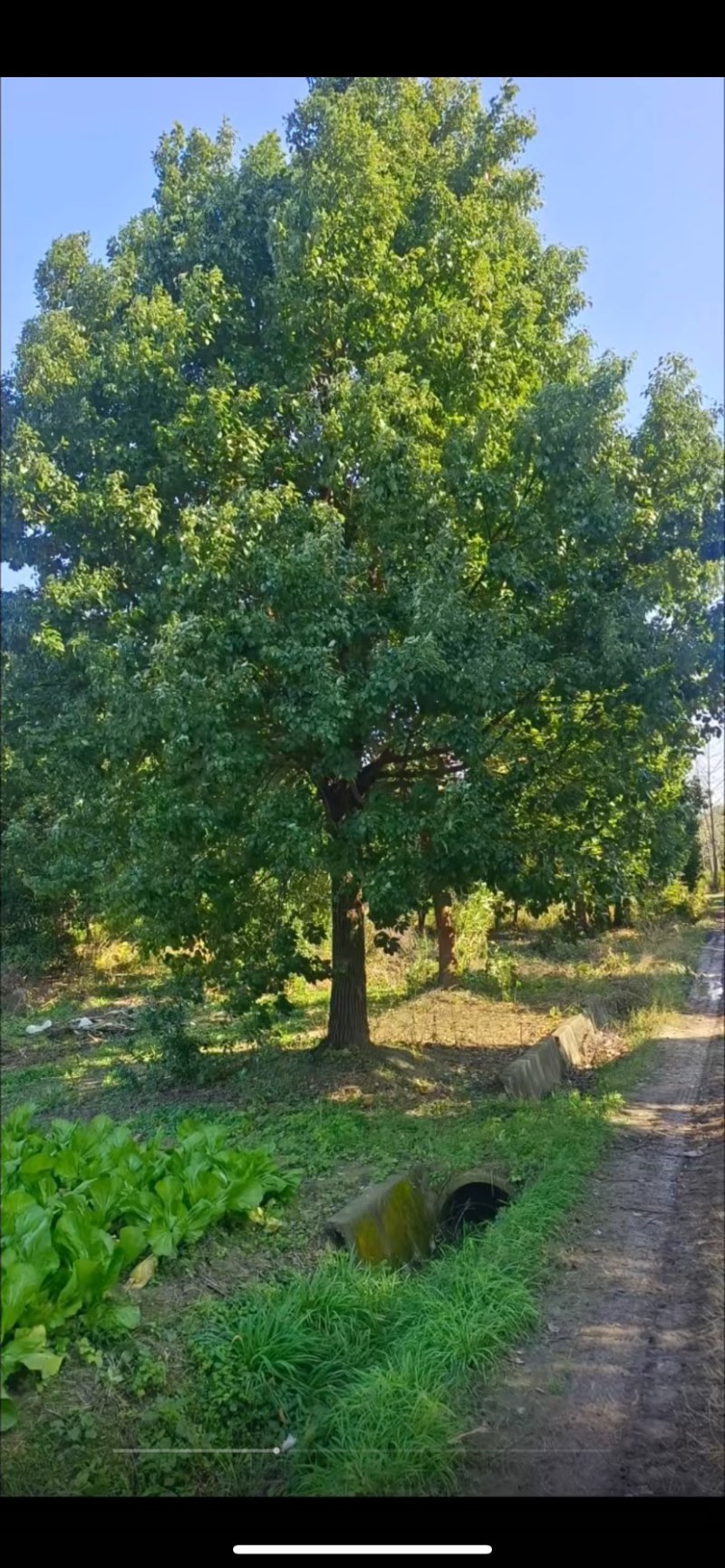 【急售】【香樟树】湖北荆州产地发货来电洽谈给钱就买诚信