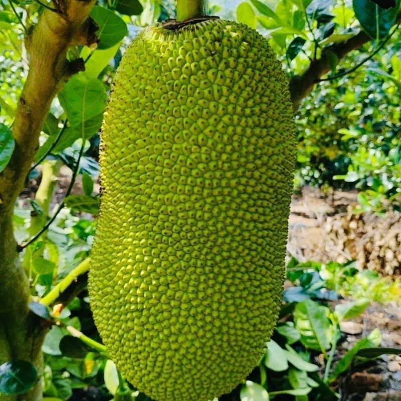 高州马一干包菠萝蜜，可一件代发产地代办，可长期合作