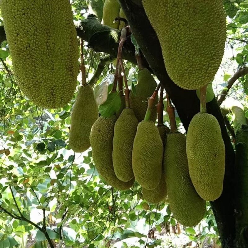 高州马一干包菠萝蜜，可一件代发产地代办，可长期合作