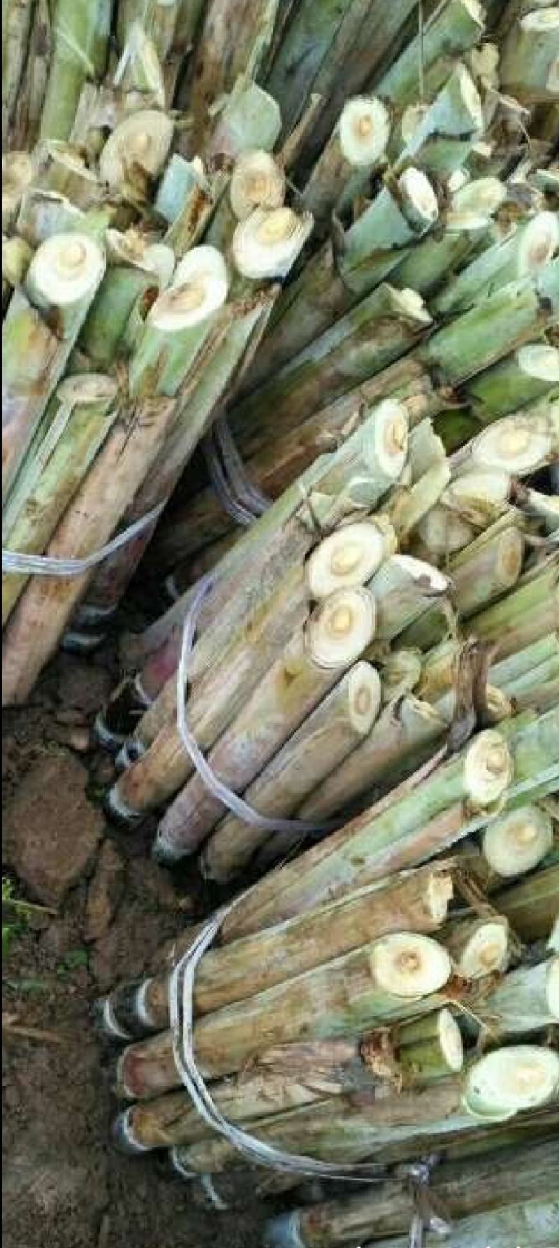 甘蔗种，出芽律高产地直发量大从优可视频看货对接全国
