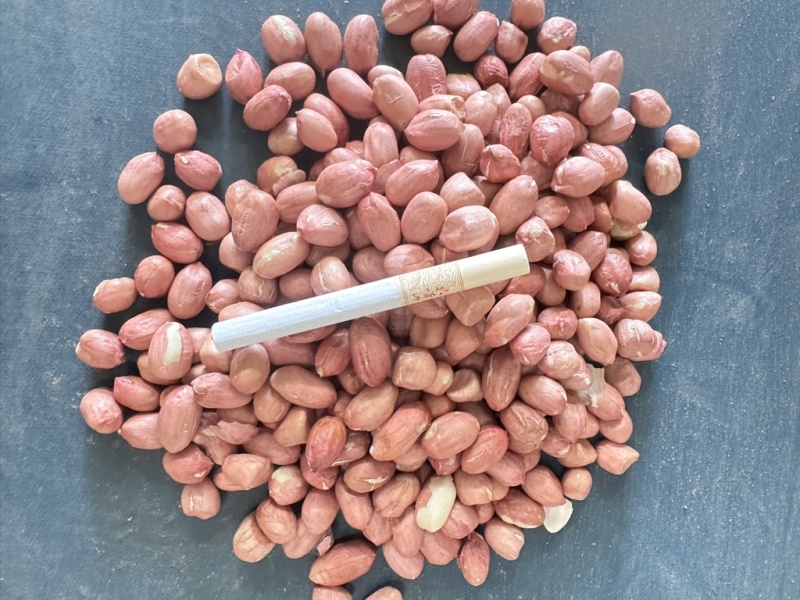 【安徽精品】鲁花八号小白沙，现货量大从优，已脱壳打包