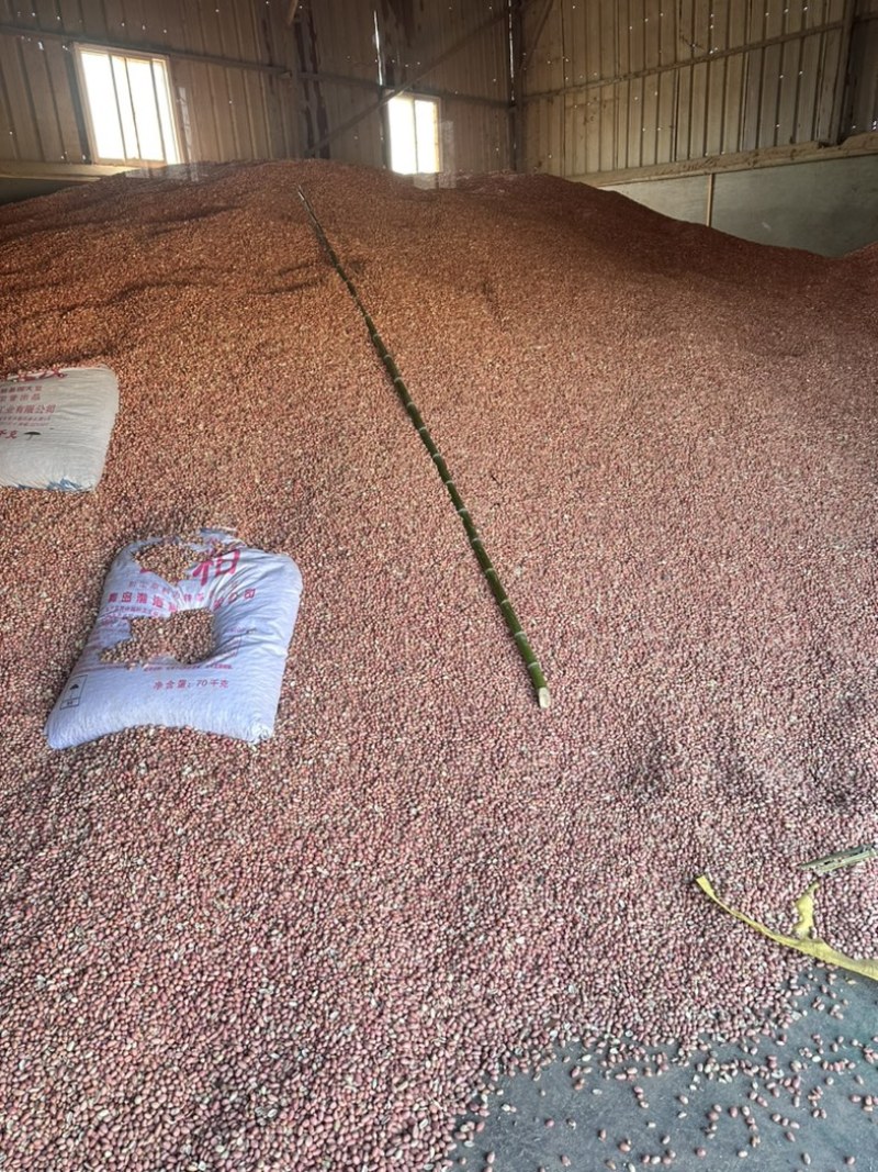 【安徽精品】鲁花八号小白沙，现货量大从优，已脱壳打包