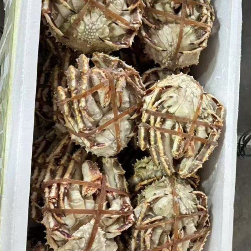 【精选】山东帝王蟹量大从优保质保量一条龙服务售后无忧