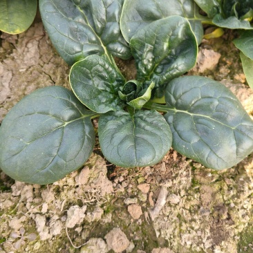 大棚中棵趴地菠菜大量供应欢迎全国各地客商联系