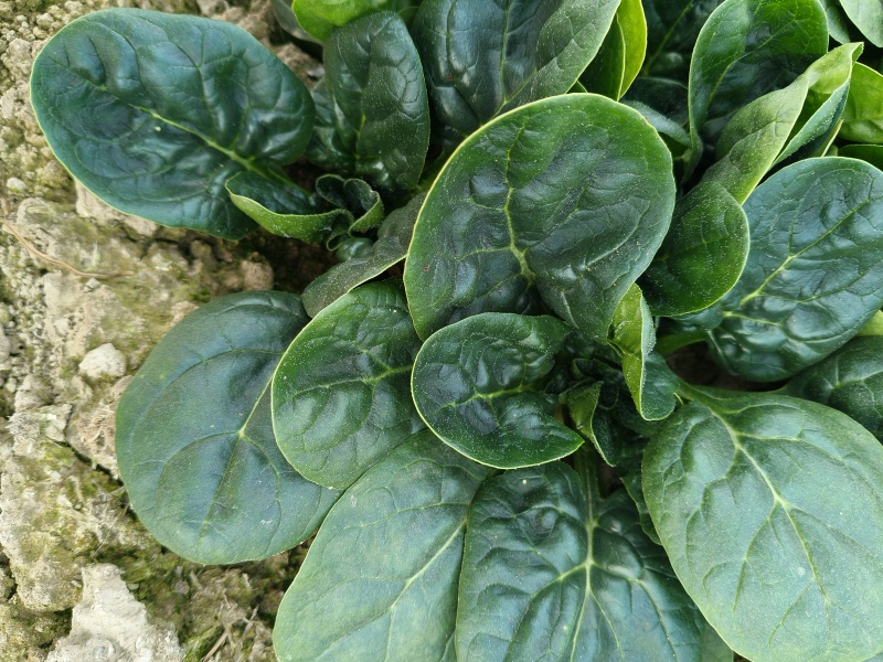 大棚中棵趴地菠菜大量供应欢迎全国各地客商联系