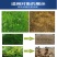 88%草甘膦铵盐灭生性除草剂灭草烂根灭杂草正