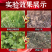 88%草甘膦铵盐灭生性除草剂灭草烂根灭杂草正