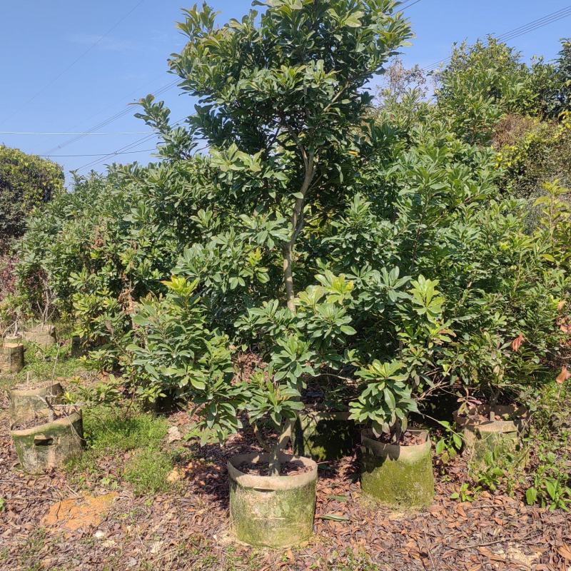 杨梅苗