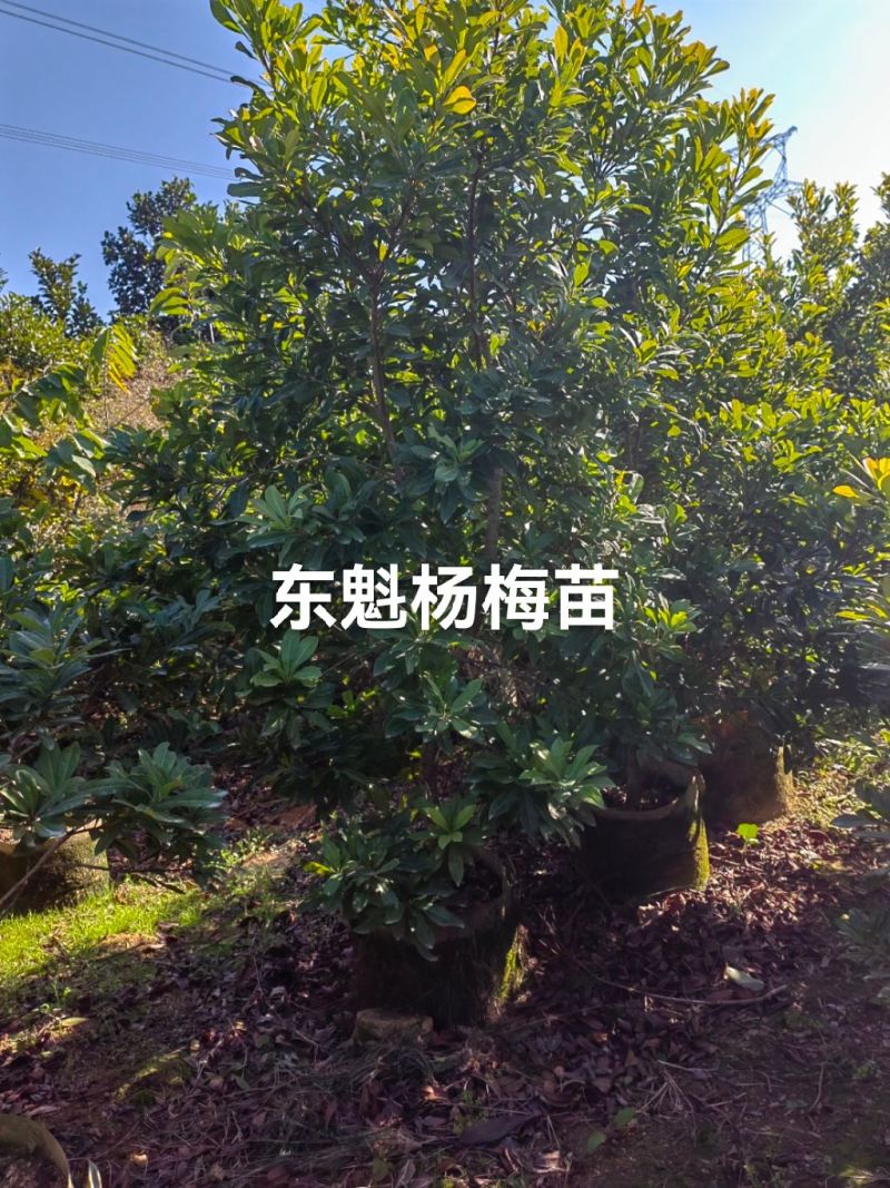 杨梅苗